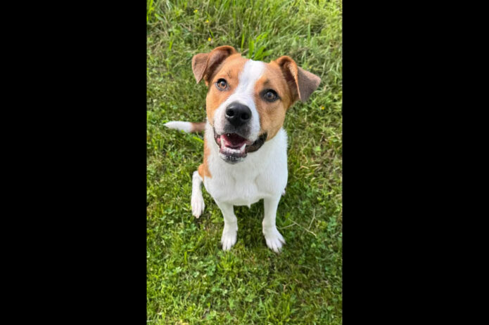 Two Ladies Caring Dog Rescue - Squiggy