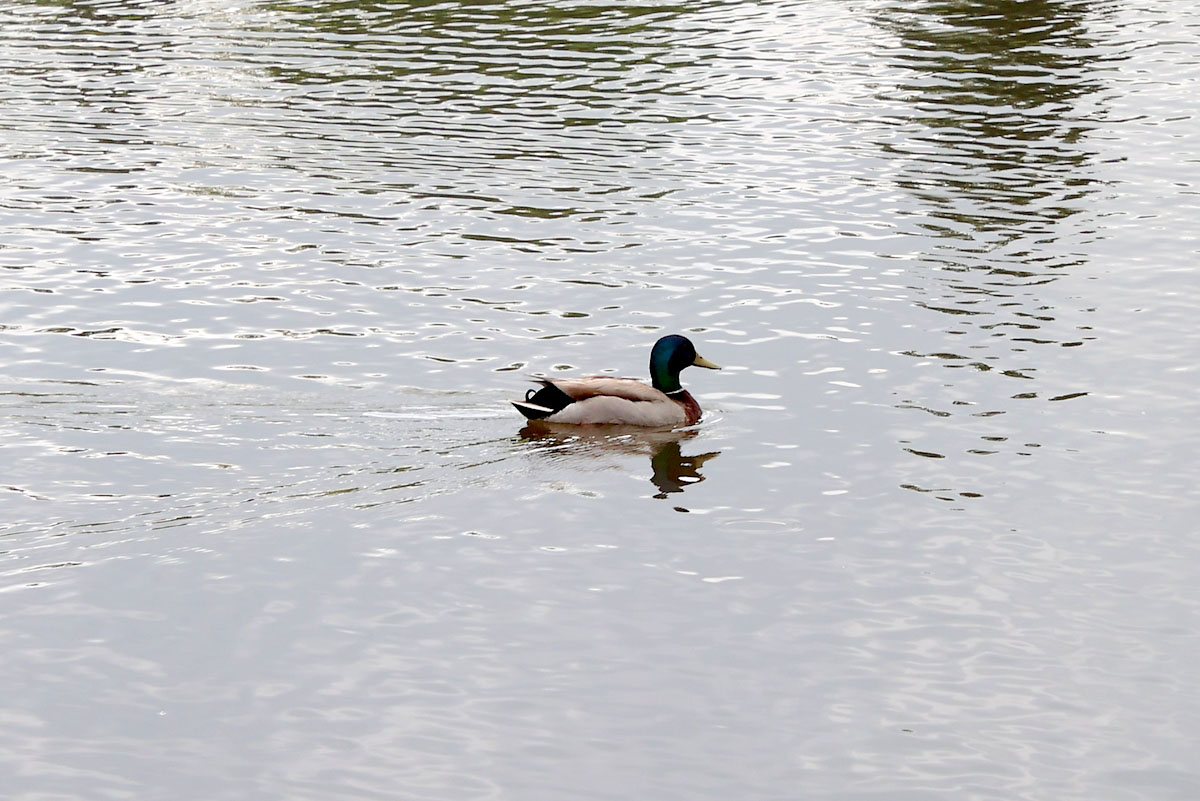 TWRA's Montgomery County Fishing Rodeo. (Mark Haynes, Clarksville Online) TWRA's Montgomery County Fishing Rodeo. (Mark Haynes, Clarksville Online)