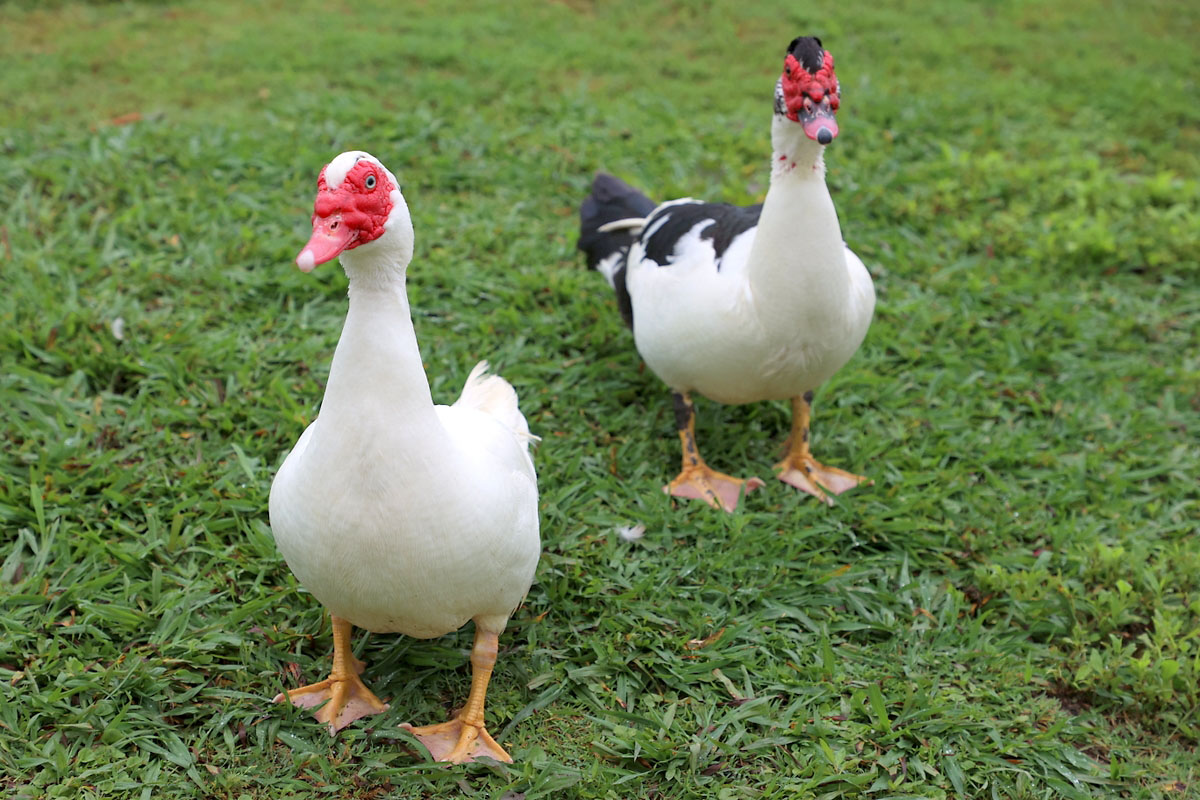 TWRA's Montgomery County Fishing Rodeo. (Mark Haynes, Clarksville Online) TWRA's Montgomery County Fishing Rodeo. (Mark Haynes, Clarksville Online)