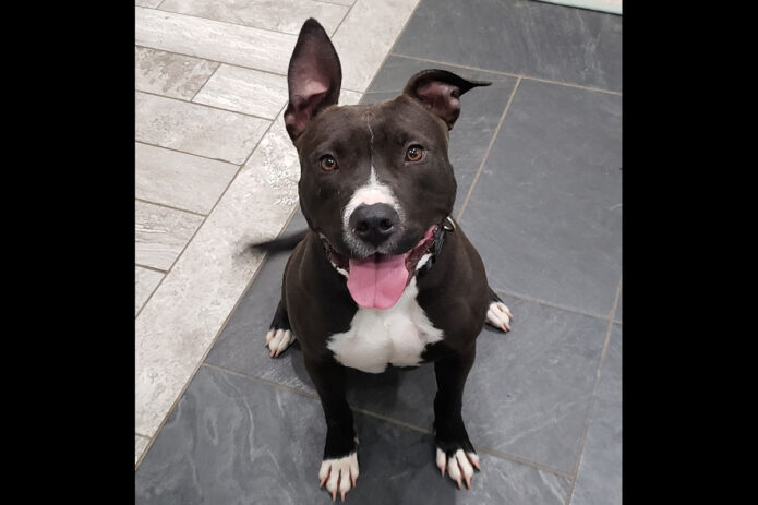Companion Pet Rescue of Middle Tennesse - Ayer