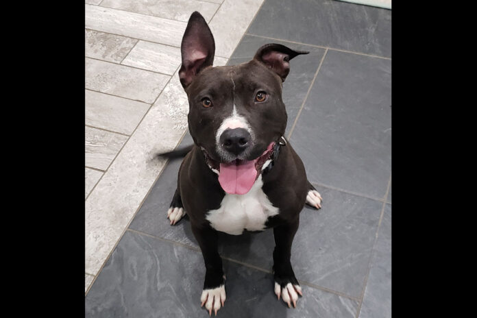 Companion Pet Rescue of Middle Tennesse - Ayer