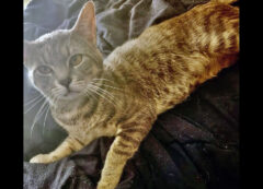 Finders Keepers Cat Rescue – Graystripe