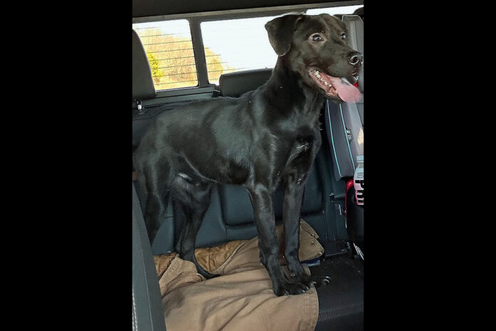 Hot Rod’s Garage - Storm Hot Rod’s Garage - Storm