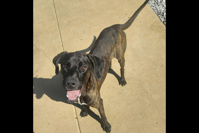 Kaylee’s Island of Misfit Dogs Rescue - Baloo