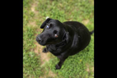 Kaylee’s Island of Misfit Dogs Rescue – Inky