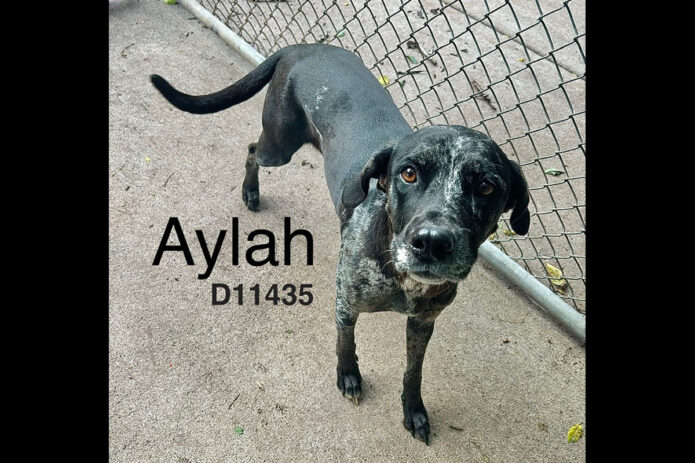 Montgomery County Animal Care and Control - Aylah