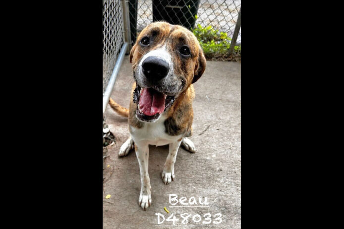 Montgomery County Animal Care and Control - Beau