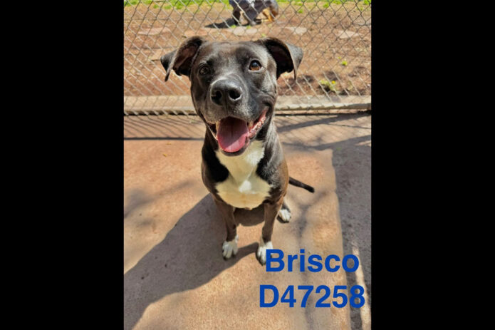 Montgomery County Animal Care and Control - Brisco