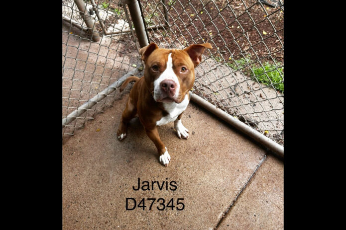 Montgomery County Animal Care and Control - Jarvis