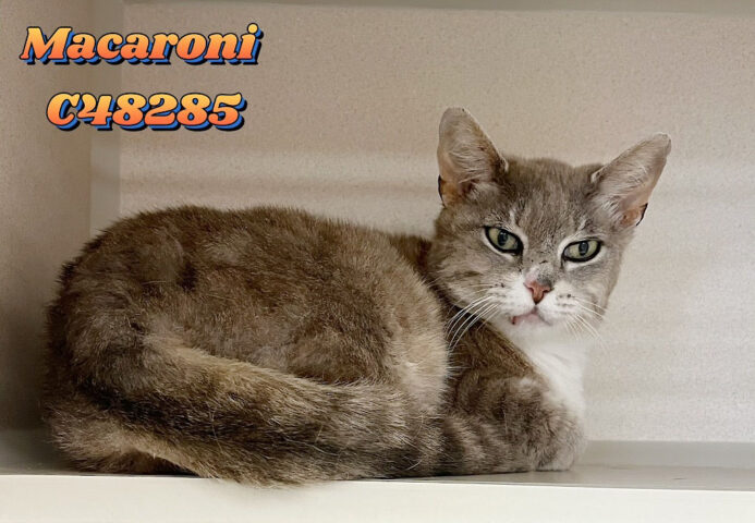 Montgomery County Animal Care and Control - Macaroni
