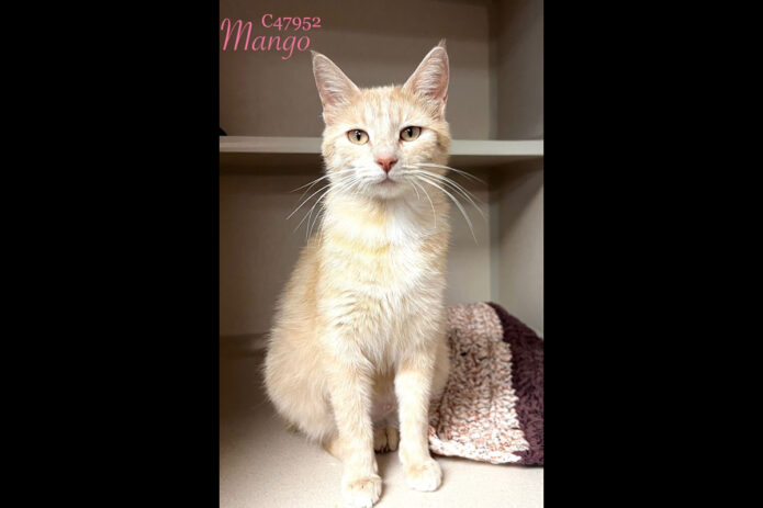 Montgomery County Animal Care and Control - Mango