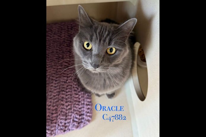 Montgomery County Animal Care and Control - Oracle