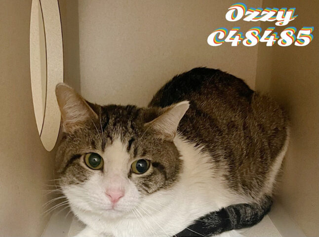 Montgomery County Animal Care and Control - Ozzy