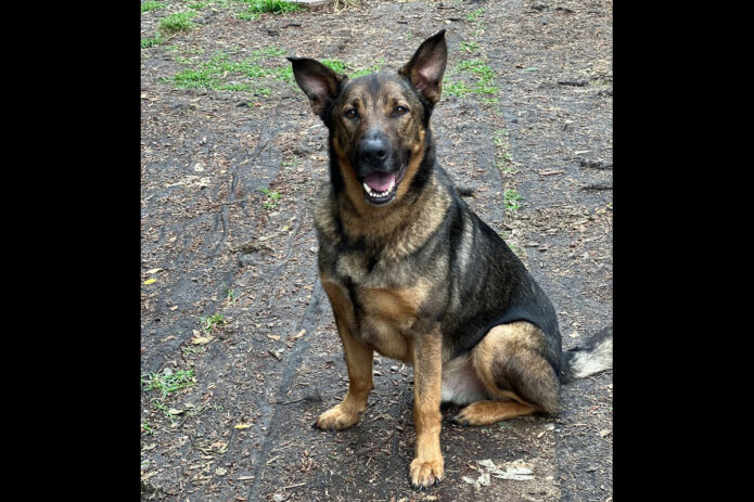 Montgomery County Animal Care and Control - Zeus