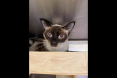 Puurrrfect Paws Rescue – Cookie D