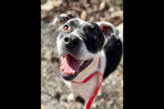 Sagley’s Biker Bully Farm – Little Finger