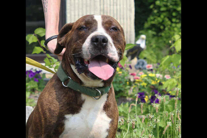 Drako is a wonderful dog and can be found at Stewart County Faithful Friends Animal Rescue