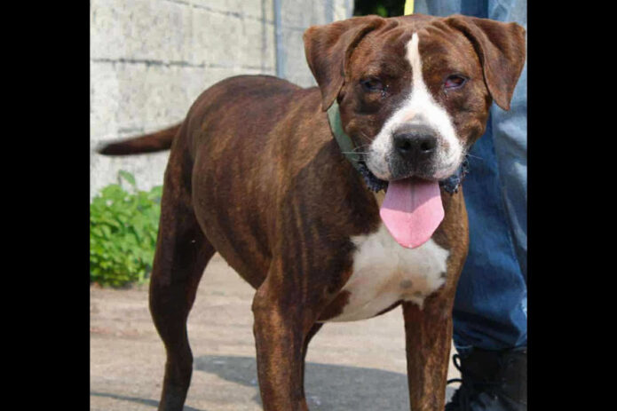 Stewart County Faithful Friends Animal Rescue - Drako