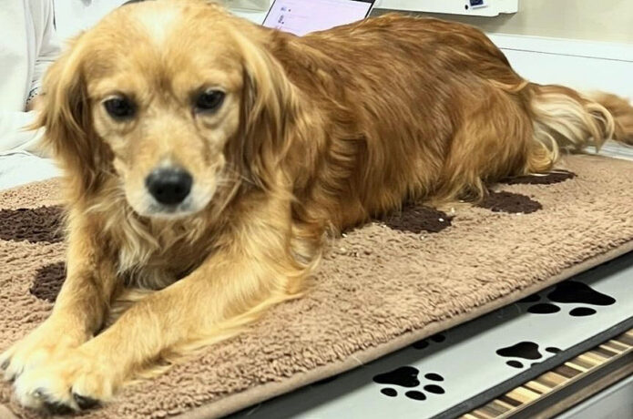 Two Ladies Caring Dog Rescue - Sandie