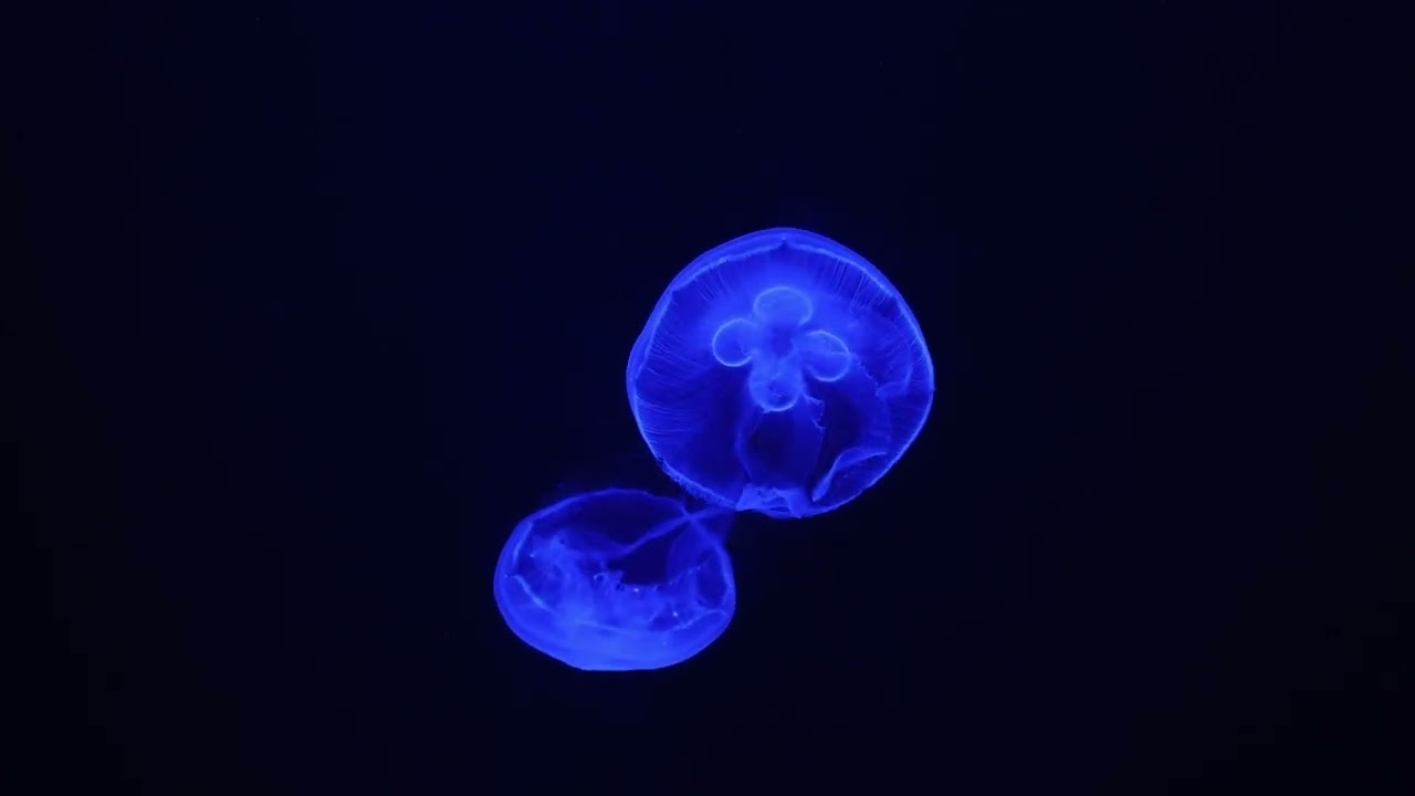 Nashville Zoo Expands Aquatic Life With Stunning Moon Jelly Exhibit