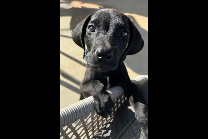 3 Friends Animal Rescue - George