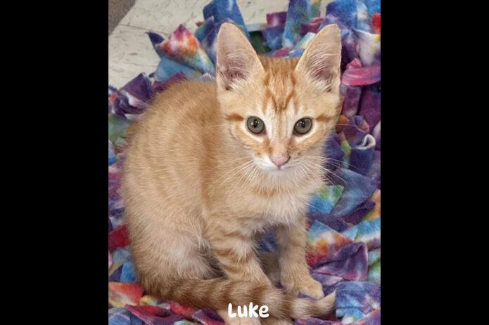 Cat Adoption Team of Stewart County (CATS) - Luke