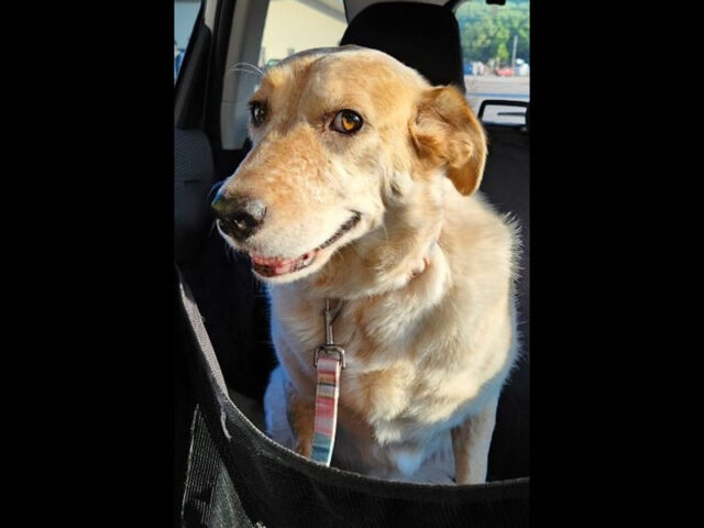 Companion Pet Rescue of Middle Tennessee - Quinn