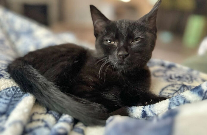 Finders Keepers Cat Rescue - Dracula