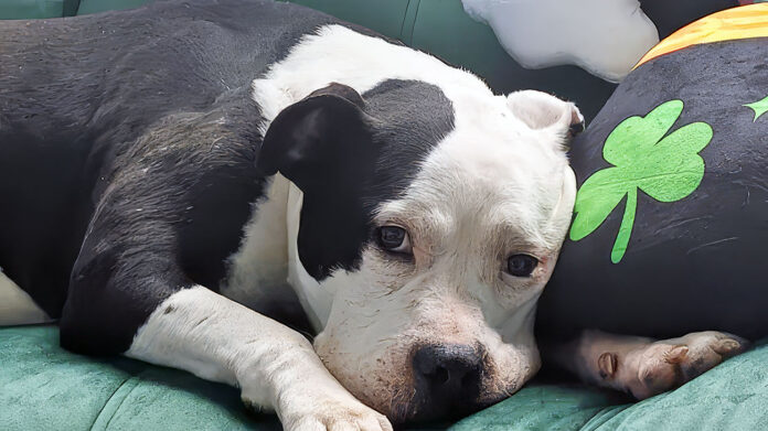 Help Build Kaylee's Island: A Forever Home for Misfit Dogs