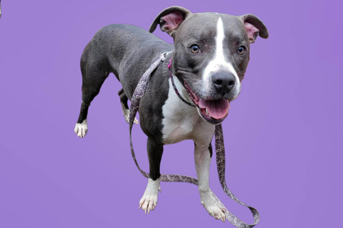Mikaela’s Mutt Motel - Elphie