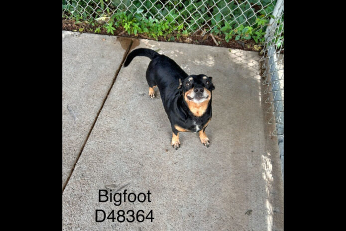 Montgomery County Animal Care and Control - Bigfoot