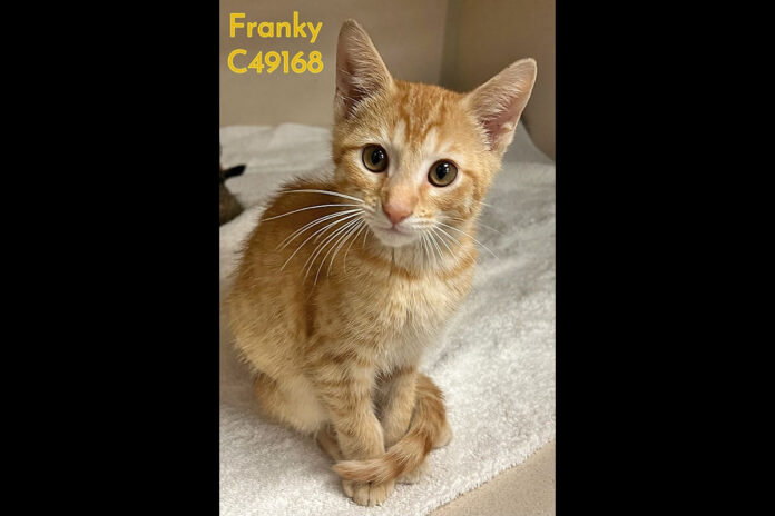 Franky can be found at Montgomery County Animal Care and Control