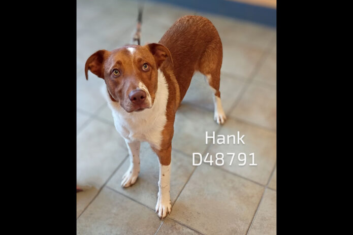 Montgomery County Animal Care and Control - Hank