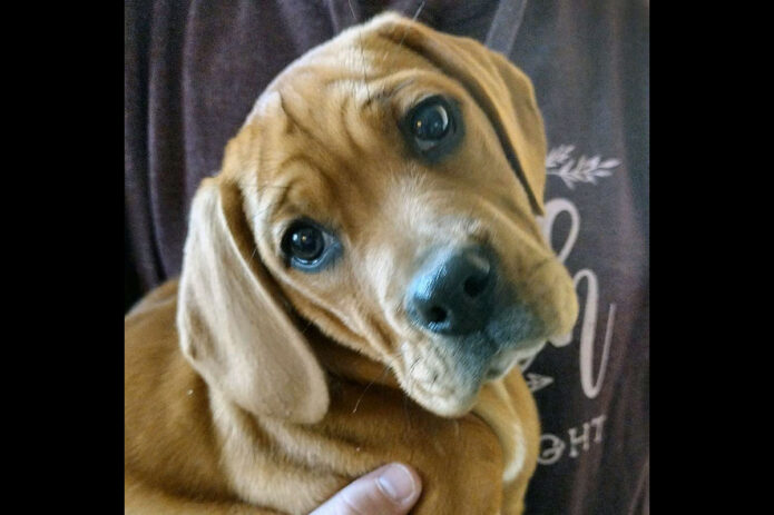 Montgomery County Animal Care and Control - Lillie Belle