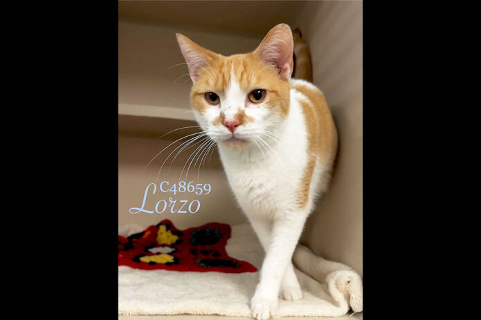 Montgomery County Animal Care and Control - Lorzo