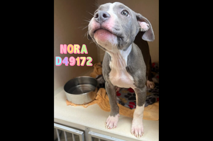 Montgomery County Animal Care and Control - Nora
