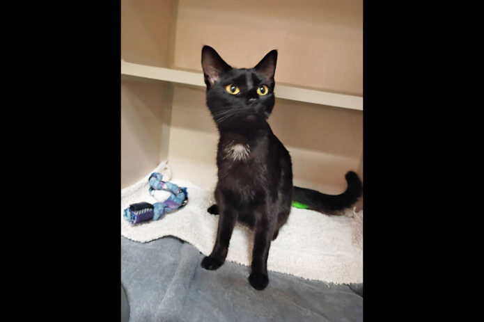 Montgomery County Animal Care and Control - Pip