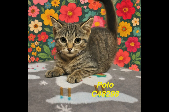 Montgomery County Animal Care and Control - Polo