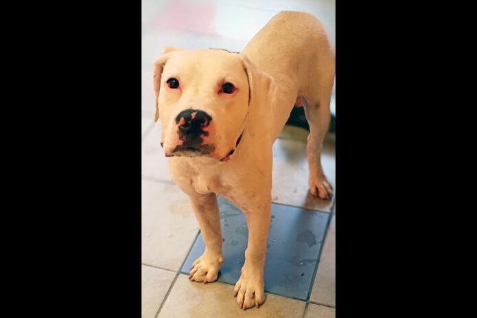Montgomery County Animal Care and Control - Rudy