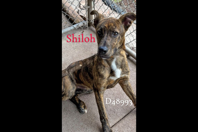 Montgomery County Animal Care and Control - Shiloh