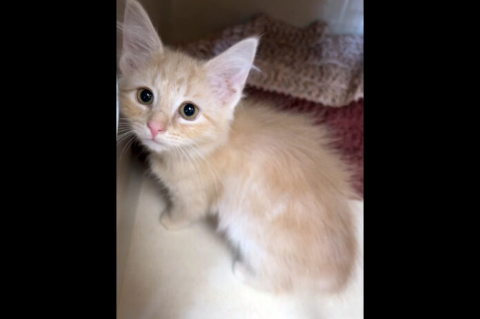 Montgomery County Animal Care and Control - Sigma