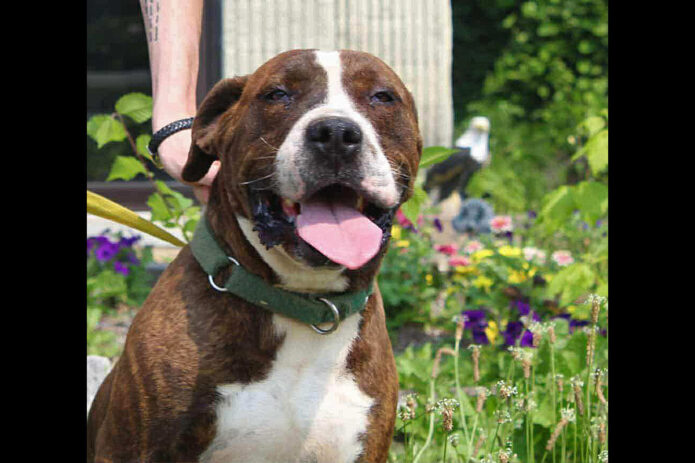 Stewart County Faithful Friends Animal Rescue - Drako