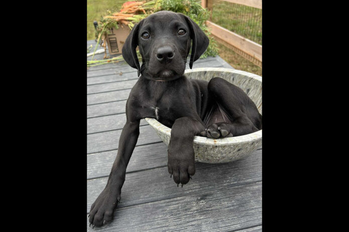 3 Friends Animal Rescue - Gracie