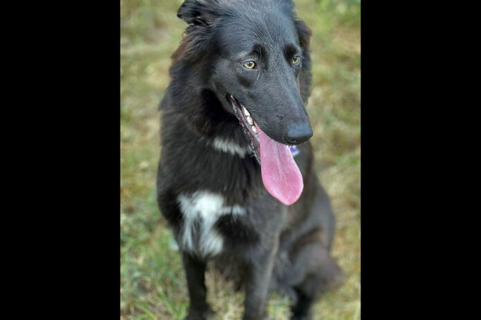 3 Friends Animal Rescue - Lexi