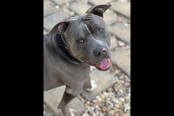 3 Friends Animal Rescue - Sammie
