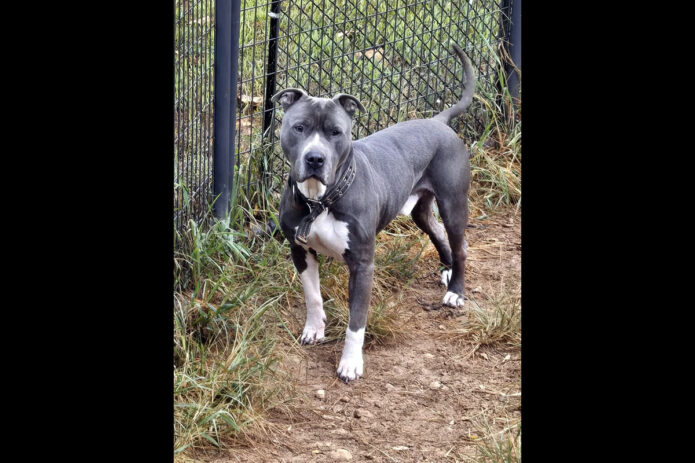 Companion Pet Rescue of Middle Tennessee - Kane