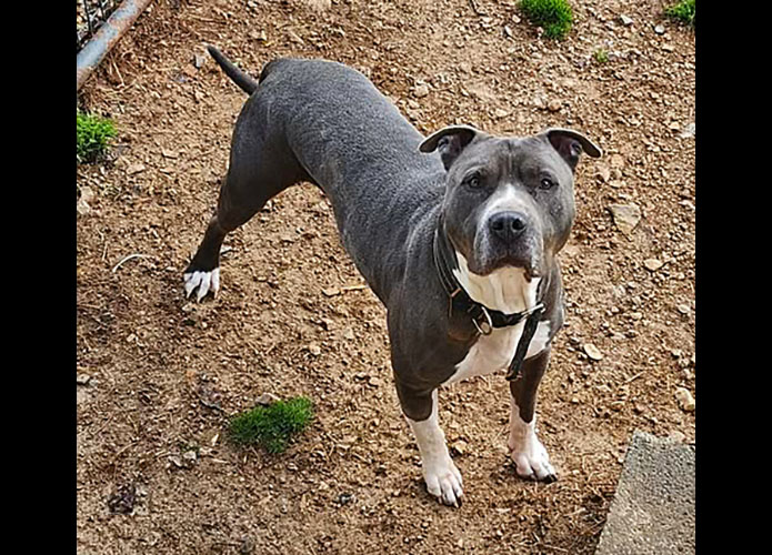 Companion Pet Rescue of Middle Tennessee - Kane