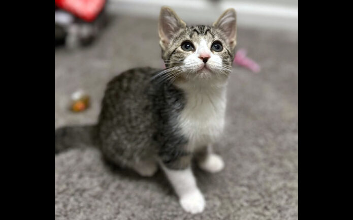 Finders Keepers Cat Rescue - Almond
