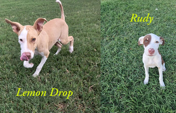 Kaylee’s Island of Misfit Dogs Rescue - Rudy & Lemon Drop