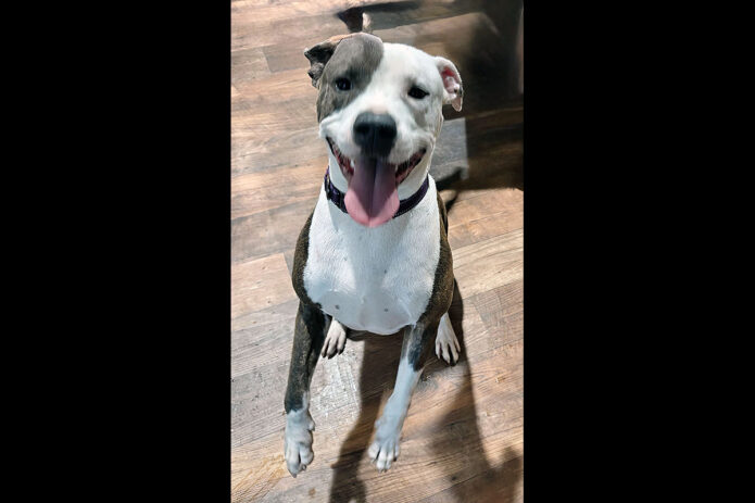 Kaylee’s Island of Misfit Dogs Rescue - Tux